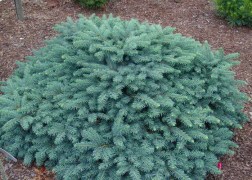 Picea pungens Waldbrunn / Törpe ezüstfenyő